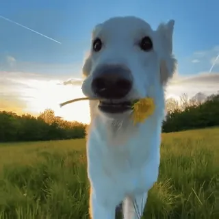 🌼 cfb4af8f Hund, weißer Hund, Tier, Haustier, Löwenzahn, Blume, Natur, Feld telegram sticker