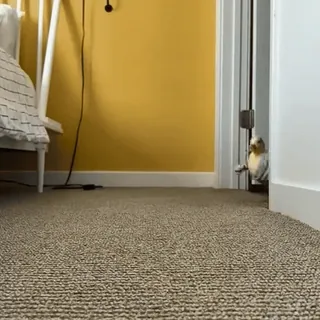 🔪 e2cae3be vogel, papagei, süß, tier, haustier, nymphensittich telegram sticker