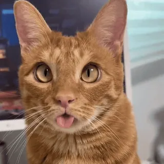 😛 e83c9a97 Katze, Tier, süß, Haustier, orange, lustig, Zunge telegram sticker