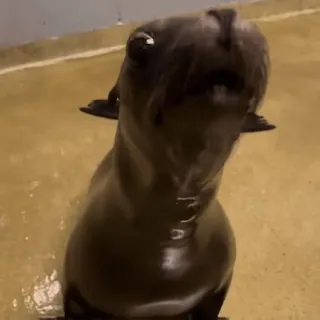 🤬 e8f6a510 Seelöwe, Tier, niedlich, Säugetier, Zoo, Wildtier, Wasser, Seehund telegram sticker