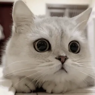 🤩 f792e731 Katze, Kätzchen, süß, Tier, Haustier, Augen, Hauskatze telegram sticker