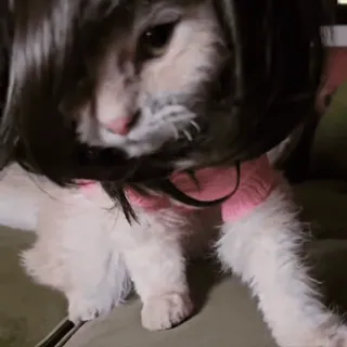 💇‍♀️ fdc0c03f Katze, Perücke, Haustier, Tier, Kostüm, lustig telegram sticker