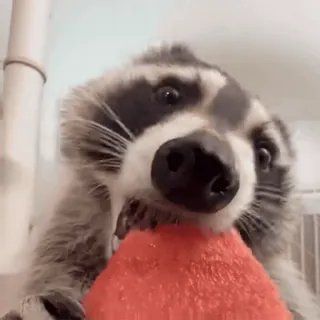 🤤 ffbf91a0 Waschbär, Tier, Niedlich, Säugetier, Wildtier telegram sticker