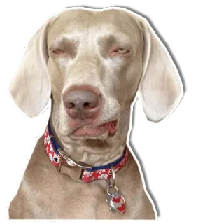 😑 24d221aa หมา, ไวแมราเนอร์, สัตว์เลี้ยง, สัตว์, ภาพเหมือน telegram sticker