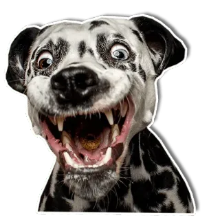 DogStyle @FranceCanal telegram stickers