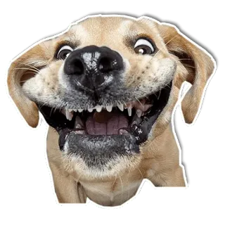 🤪 739ac124 หมา, ตลก, สัตว์, มีความสุข, น่ารัก telegram sticker