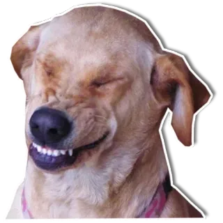 😆 bb602e2b หมา, ตลก, ยิ้ม, สัตว์, สัตว์เลี้ยง telegram sticker