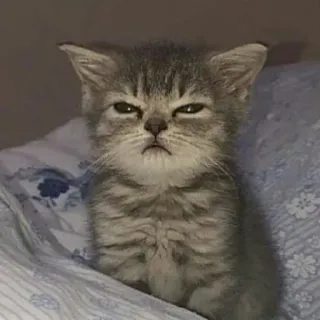 😡 1289d281 kat, kitten, schattig, dier, huisdier, grijs, slaperig, knorrig telegram sticker