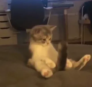 😏 3e16401c kat, kitten, zittend, dier, huisdier telegram sticker