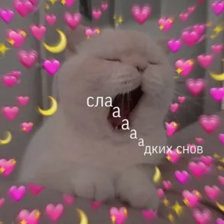 💝 45fd563c сладких снов kat, hartjes, schattig, russisch, zoete dromen, dier, meme telegram sticker