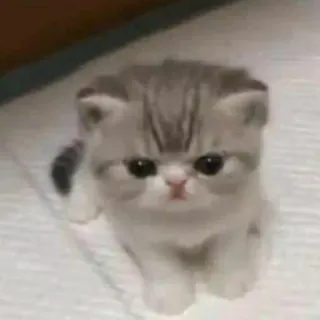 😡 7cd9729a kat, kitten, schattig, huisdier, dier, fluffy, Scottish Fold telegram sticker