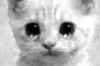 🥺 a2a01025 kat, kitten, verdrietig, huilend, dier, huisdier telegram sticker