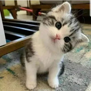 😳 ac6e48ae kat, kitten, schattig, dier, huisdier, huiskat, harig telegram sticker