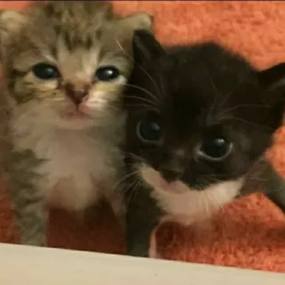 😍 ae7ac9b8 kittens, katten, dieren, schattig, huisdieren, huisdieren telegram sticker