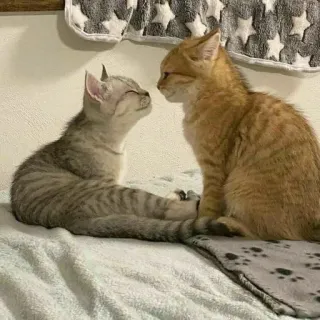 😘 b8ed0add kitten, kat, lief, dieren, huisdieren telegram sticker