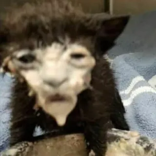 😐 d23956b5 kitten, kat, dier, huisdier, ziek, bedroefd, ongesteld telegram sticker