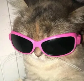 😎 d948792c kat, zonnebril, roze, dier, cool, huisdier telegram sticker