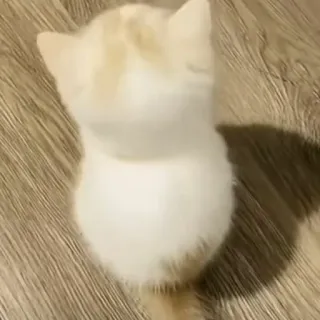 😒 e6f8a439 kat, kitten, huisdier, dier, schattig, huisdier telegram sticker