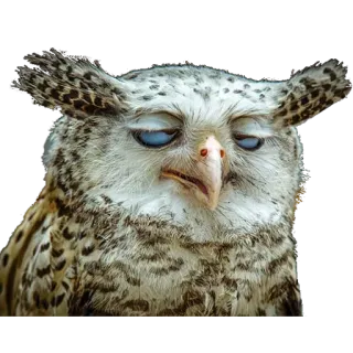 🦉 2884cb4f フクロウ, 鳥, 動物, 眠い, 可愛い, 面白い telegram sticker
