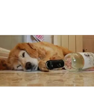 🍷 358938e6 犬, ワイン, 睡眠, アルコール, ペット telegram sticker