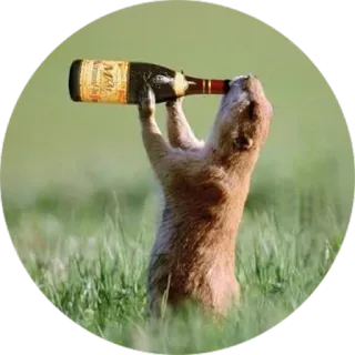 🐿 806f36e1 プレーリードッグ, 動物, 飲む, ボトル, 草 telegram sticker
