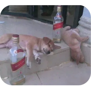 Drunken Animals whatsapp stickers