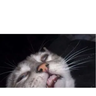 🐈 f71d540a 猫, 動物, ペット, 睡眠, 眠い telegram sticker