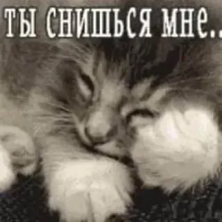 🧺 2a395ad1 ТЫ СНИШЬСЯ МНЕ.. Katze, schlafend, Traum, süß, Kätzchen, russisch, Text telegram sticker