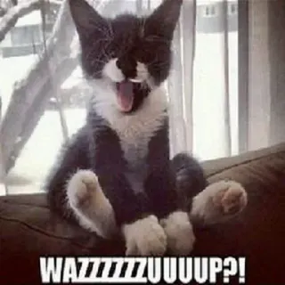 ✌️ eefea351 WAZZZZZZUUUUUP?! Katze, Meme, lustig, Tier, Kätzchen, Was geht telegram sticker