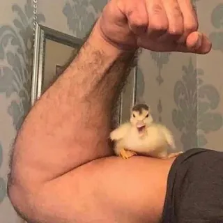 🤬 0f35a4f3 caneton, muscle, biceps, mignon, animal telegram sticker