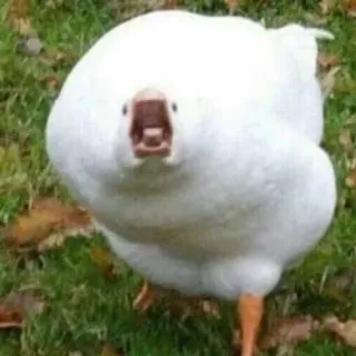😮 0fe7eb9d oiseau, oie, blanc, animal, extérieur, nature telegram sticker
