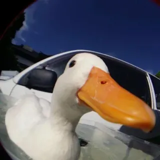 👀 2a748d29 canard, oiseau, blanc, animal telegram sticker