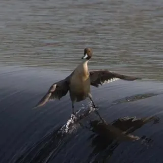 🏄‍♂️ 4feab736 oiseau, canard, eau, animal, faune telegram sticker