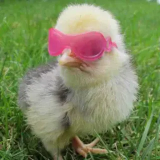 😎 5065e1d9 poulet, lunettes, animal, bébé, cool telegram sticker