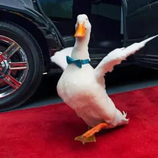 💃 55ff759a canard, tapis rouge, nœud papillon, animal, mignon, drôle telegram sticker