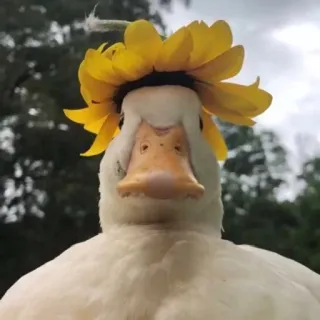 🌼 6368e5a7 canard, animal, fleur, nature, mignon telegram sticker