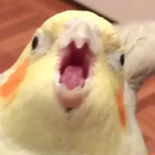 😱 73f4c043 oiseau, cockatiel, perroquet, animal de compagnie, animal, criant telegram sticker