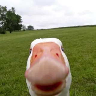 🤗 77a576d4 oie, oiseau, animal, herbe, champ, nature telegram sticker