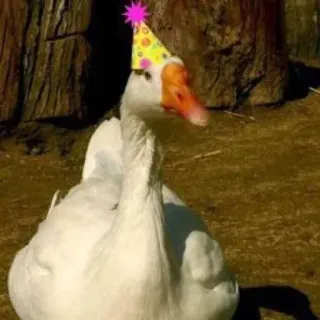 🥳 7b6d6968 oie, chapeau de fête, oiseau, animal, mignon, célébration telegram sticker