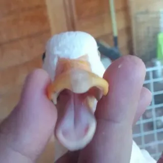 😱 a1885694 canard, animal, oiseau, gros plan, bec telegram sticker