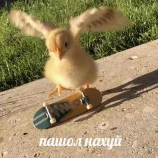 🖕 a1f49e93 пашол нахуй oiseau, poussin, skateboard, impoli, insulte telegram sticker