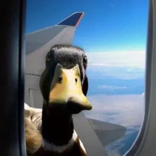 ✈️ c7c137b4 oiseau, canard, avion, voyage, fenêtre, ciel, nuages telegram sticker