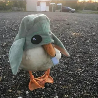 Duck Duck - @StickersCamp telegram stickers