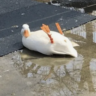 🦆 3ceb08bc vịt, trắng, chim, nước, vũng nước, động vật telegram sticker