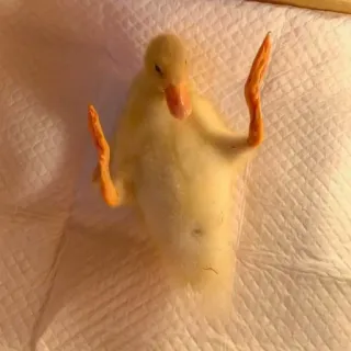 ✨ 5e857252 vịt, chim, động vật, dễ thương telegram sticker