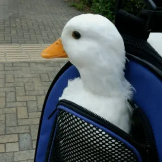 🦆 cca5124f vịt, động vật, thú cưng, chim, dễ thương telegram sticker