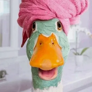 Duck Duck - @StickersCamp whatsapp stickers