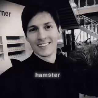 🆒 bcc6e0eb hamster criceto, animale, meme, divertente telegram sticker