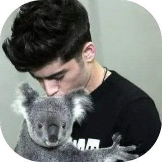 😘 52d2d816 Zayn Malik celebridad, cantante, koala, animal, retrato telegram sticker