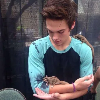 🍃 15b6691f 남자, 하늘다람쥐, 애완 동물, 동물, 귀여운, 포유류, 어린, 들고 있는 telegram sticker